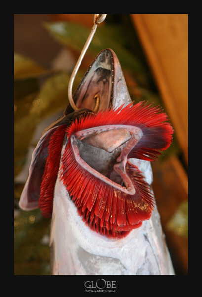 tunak